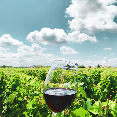 Новые вина Франции: Pradel de Lavaux