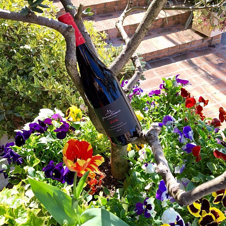 Многообразные итальянские вина