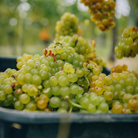 Toi Toi: новые вина Новой Зеландии