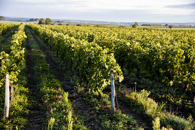 Уик-энд с винами Famille Bougrier