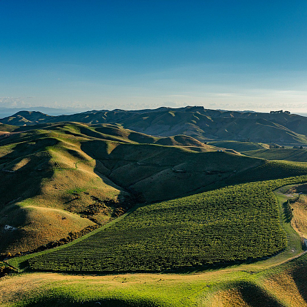 Toi Toi: новые вина Новой Зеландии