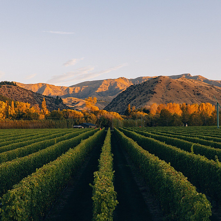 Toi Toi: новые вина Новой Зеландии