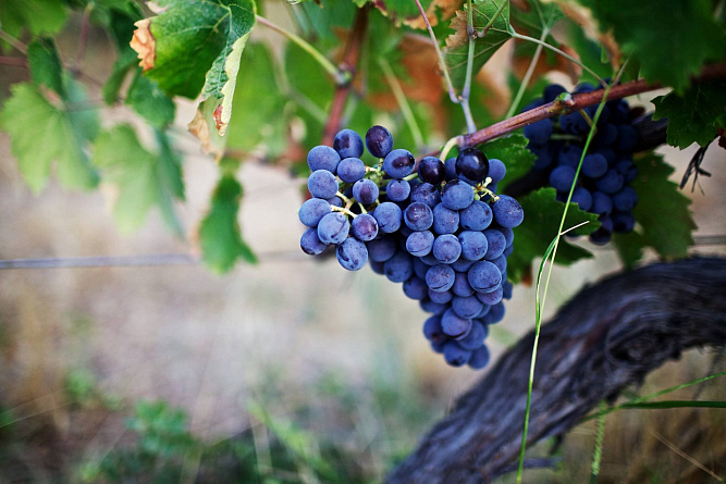 Вина Tenuta Ulisse теперь в Калининграде: успех Masseria del Sud в Европе приходит в Россию