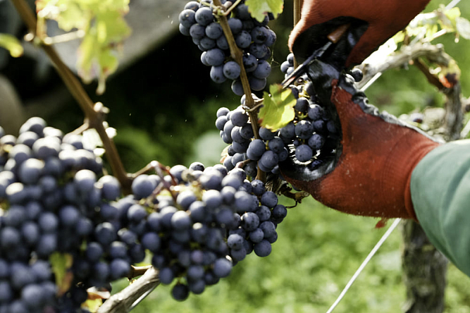 Уик-энд с винами Германии