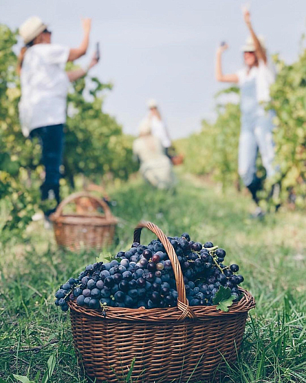 Уик-энд с винами Pasqua (Италия)